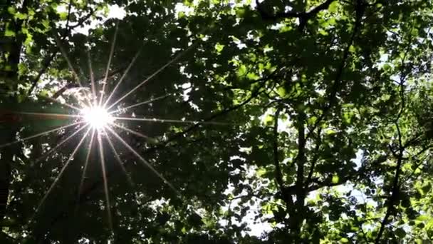 Aureole Sun Lens Flares Green Foliage Natural Woodland Footpath While — Stockvideo