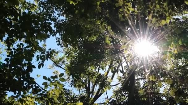 Aureole Sun Lens Flares Green Foliage Natural Woodland Footpath While — Stockvideo