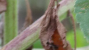 Beautiful yellow sunflower showing its natural beauty with the yellow petals and growing sunflower seeds and offering nectar and pollen for insects as bees and bumblebees in the summer in drought time