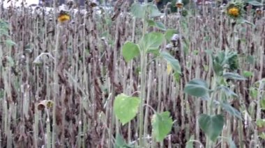 Drought with dry and withered sunflowers in extreme heat periode with hot temperatures and no rainfall due to global warming causes crop shortfall with water shortage on agricultural sunflower fields