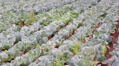 Organic vegetable field with organic pointed cabbage growing in summer on agricultural field ready to harvest for healthy nutrition with freshness of home grown cabbage on farm field ripening summer
