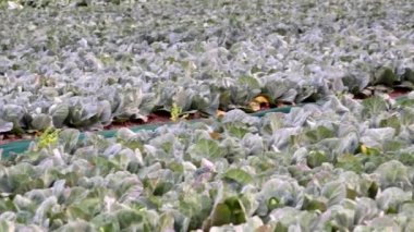 Organic vegetable field with organic pointed cabbage growing in summer on agricultural field ready to harvest for healthy nutrition with freshness of home grown cabbage on farm field ripening summer
