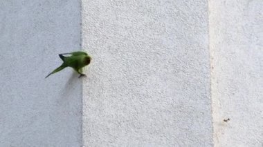 Ring-necked parakeets trying to dig a breeding burrow in a house wall instead of nesting hole in a tree trunk to lay eggs for little fledglings with green feathers is an urban pest and urban vermin