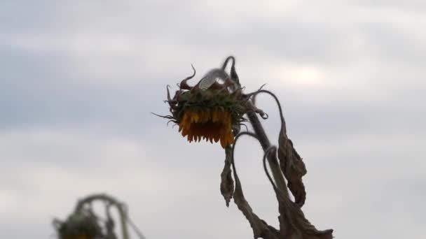 Drought Dry Withered Sunflowers Extreme Heat Periode Hot Temperatures Rainfall — Vídeos de Stock