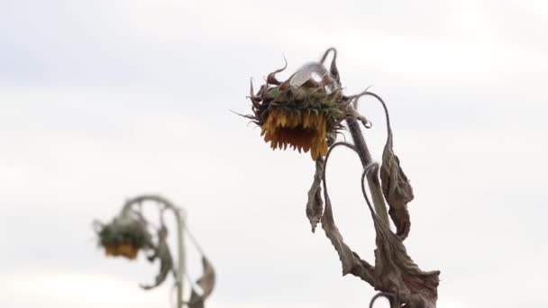 Drought Dry Withered Sunflowers Extreme Heat Periode Hot Temperatures Rainfall — Vídeo de Stock