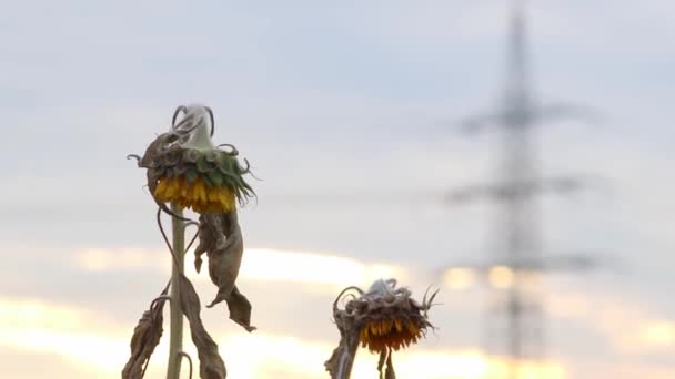 Drought Dry Withered Sunflowers Extreme Heat Periode Hot Temperatures Rainfall — Vídeo de Stock