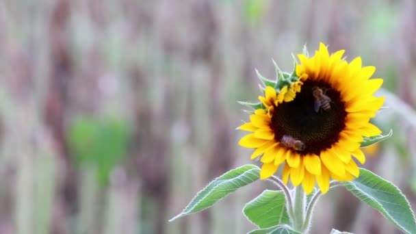 Beautiful Yellow Sunflower Showing Its Natural Beauty Yellow Petals Growing — Video Stock