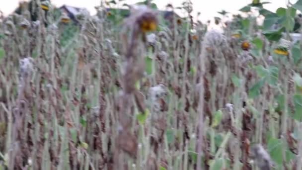 Drought Dry Withered Sunflowers Extreme Heat Periode Hot Temperatures Rainfall — Stockvideo