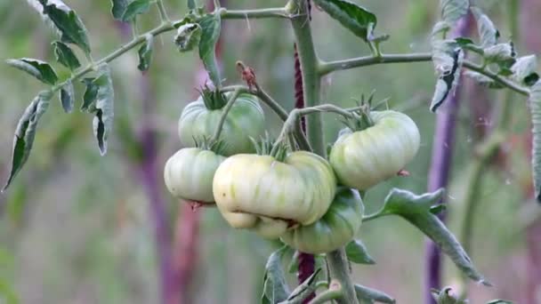 在家里种植的樱桃番茄 成熟后挂在菜园里 作为有机食品和有机蔬菜 为素食主义者和素食者提供健康的营养 没有杀虫剂 — 图库视频影像