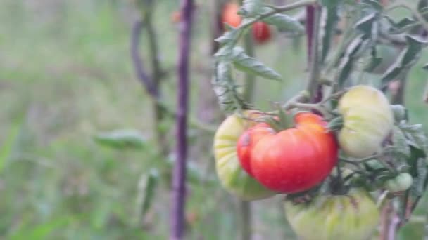 Tomates Cherry Cultivados Casa Madurando Colgando Huerto Como Alimento Orgánico — Vídeo de stock
