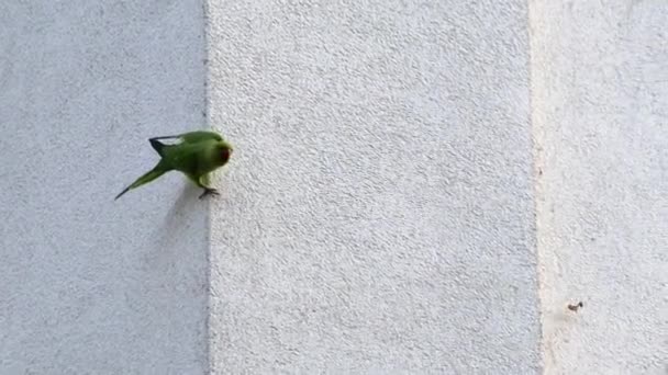 Παπαγάλοι Που Προσπαθούν Σκάψουν Ένα Λαγούμι Αναπαραγωγής Έναν Τοίχο Σπιτιού — Αρχείο Βίντεο