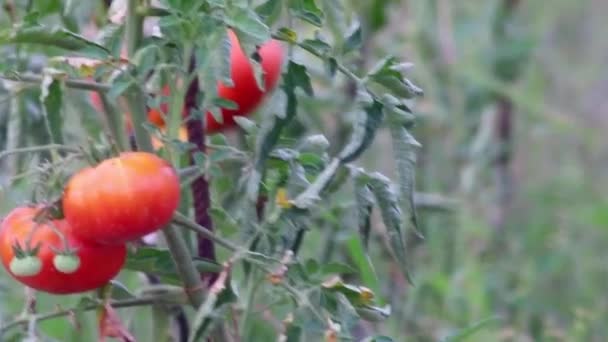Tomates Cerises Cultivées Maison Mûrissement Accrochage Dans Potager Comme Aliments — Video