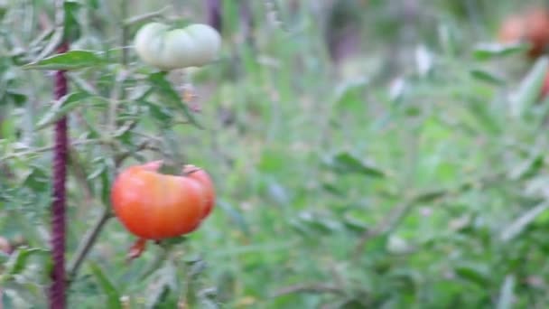 Ντομάτες Κερασιές Που Καλλιεργούνται Στο Σπίτι Και Ωριμάζουν Και Κρέμονται — Αρχείο Βίντεο