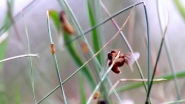 Ant wedding flight with flying ants like new ant queens and male ant with spreaded wings mating as beneficial insect for reproduction in macro low angle view formicary nest colony new insect society