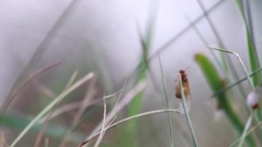 Yeni karınca kraliçeleri gibi uçan karıncalarla ve geniş kanatlı erkek karıncalarla düğün uçuşu makro düşük açılı yeni böcek topluluğunda üremek için yararlı bir böcek çiftleşmesi.