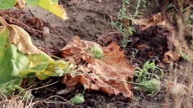 Dry rhubarb field with brown rhubarb leaves on dry farmland shows global warming and extreme heat period causes crop shortage and withered vegetables no rainfall and water shortage climatic change