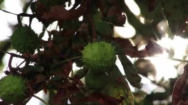 Green thorny chestnuts ripening in the warm autumn sun with nice backlight showing the shiny green leafs of the horse chestnut nearly ready to be used for handicraft work with children in the evening