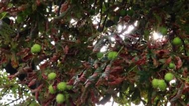 Green thorny chestnuts ripening in the warm autumn sun with nice backlight showing the shiny green leafs of the horse chestnut nearly ready to be used for handicraft work with children in the evening