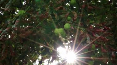 Green thorny chestnuts ripening in the warm autumn sun with nice backlight showing the shiny green leafs of the horse chestnut nearly ready to be used for handicraft work with children in the evening