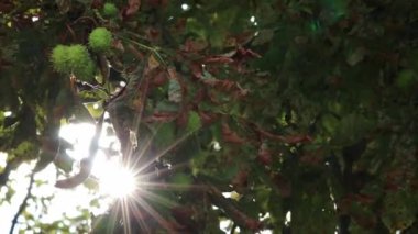 Green thorny chestnuts ripening in the warm autumn sun with nice backlight showing the shiny green leafs of the horse chestnut nearly ready to be used for handicraft work with children in the evening