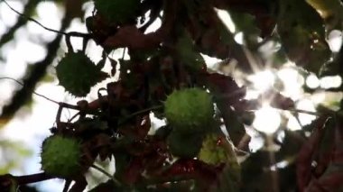 Green thorny chestnuts ripening in the warm autumn sun with nice backlight showing the shiny green leafs of the horse chestnut nearly ready to be used for handicraft work with children in the evening