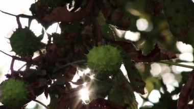 Green thorny chestnuts ripening in the warm autumn sun with nice backlight showing the shiny green leafs of the horse chestnut nearly ready to be used for handicraft work with children in the evening