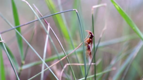 Mierenbruiloft Vlucht Met Vliegende Mieren Als Nieuwe Mierenkoninginnen Mannelijke Mier — Stockvideo