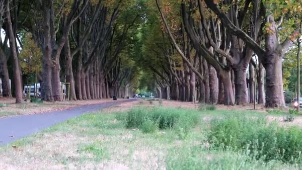 Wide Alley Green Trees Cycling Path Walkway Street Much Traffic — Wideo stockowe