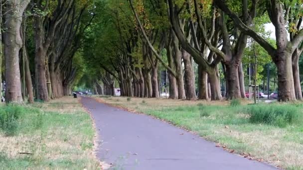 Wide Alley Green Trees Cycling Path Walkway Street Much Traffic — Wideo stockowe