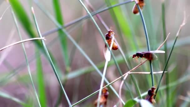 蚂蚁与新蚁后等飞行蚂蚁的婚飞以及作为有益昆虫的展开翅膀交配的雄蚁在宏观低角形成蚁群新昆虫社会中的繁殖 — 图库视频影像