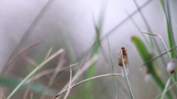 Mierenbruiloft Vlucht Met Vliegende Mieren Als Nieuwe Mierenkoninginnen Mannelijke Mier — Stockvideo