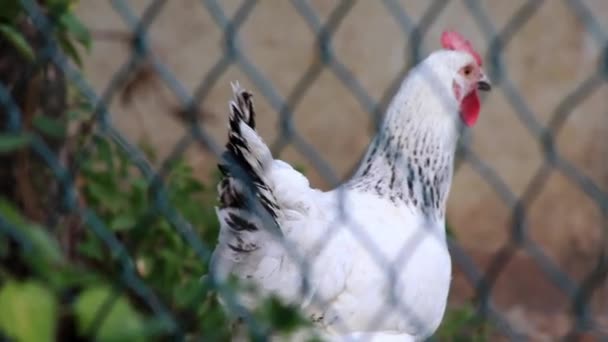 Organic Chicken Farm Fenced Chicken Hens Domestic Farming Roosters Broilers — Vídeos de Stock