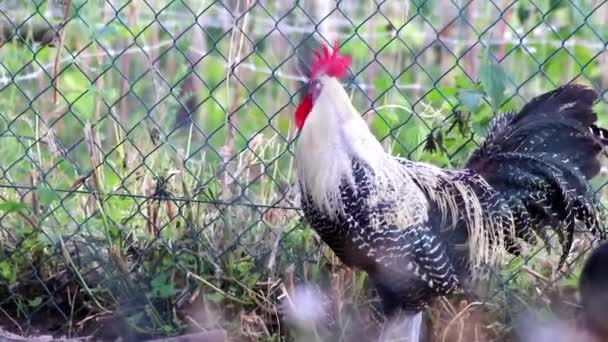 Organic Chicken Farm Fenced Chicken Hens Domestic Farming Roosters Broilers — Stockvideo