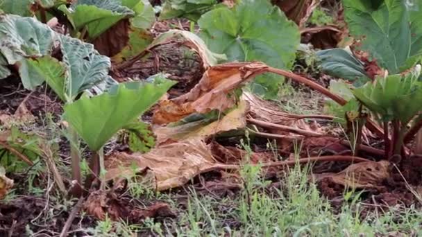 Dry Rhubarb Field Brown Rhubarb Leaves Dry Farmland Shows Global — Vídeo de Stock