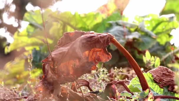 Dry Rhubarb Field Brown Rhubarb Leaves Dry Farmland Shows Global — Vídeos de Stock
