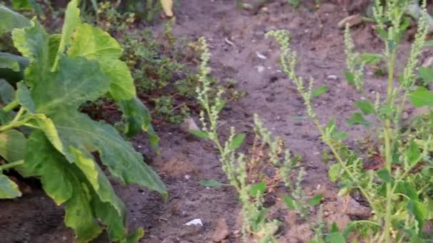 Organic Pumpkin Field Ripening Organic Farmland Low Angle View Sunset — 비디오