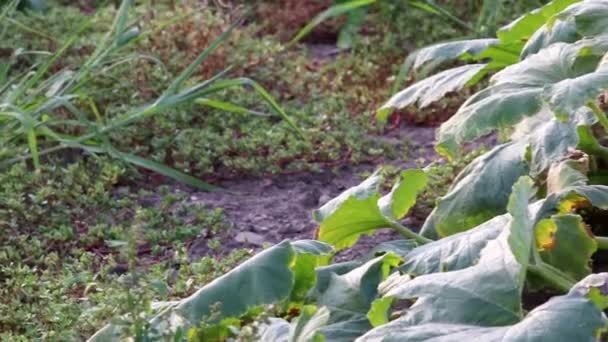 Organic Pumpkin Field Ripening Organic Farmland Low Angle View Sunset — Wideo stockowe