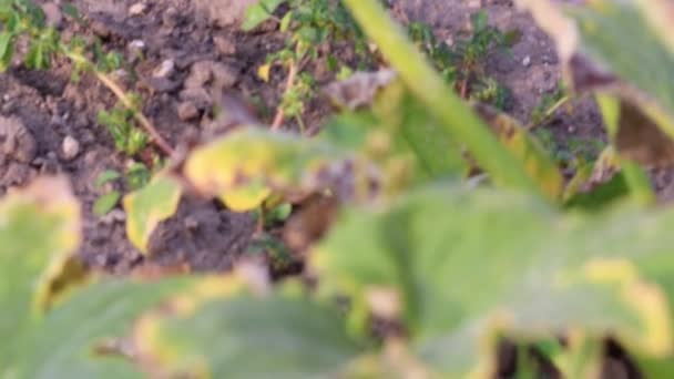 Organic Pumpkin Field Ripening Organic Farmland Low Angle View Sunset — 비디오