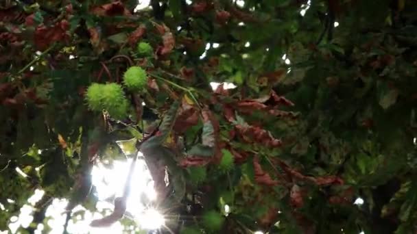 Green Thorny Chestnuts Ripening Warm Autumn Sun Nice Backlight Showing — Video