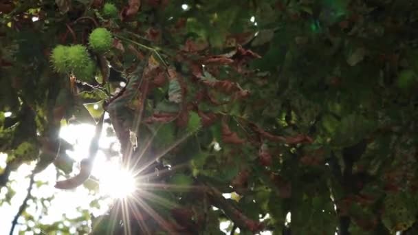 Green Thorny Chestnuts Ripening Warm Autumn Sun Nice Backlight Showing — Vídeo de Stock