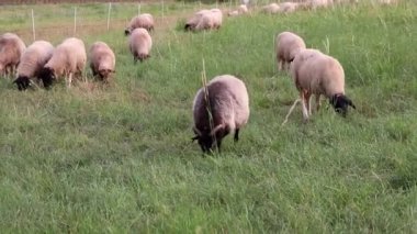 Grazing sheep in organic pasture farming with relaxed sheep herd in green grass as agricultural management for pastures and pastoral economy shows group of sheep in idyllic countryside in evening sun