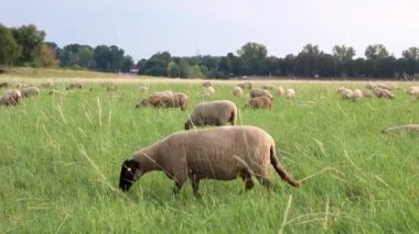 Grazing sheep in organic pasture farming with relaxed sheep herd in green grass as agricultural management for pastures and pastoral economy shows group of sheep in idyllic countryside in evening sun