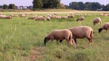 Grazing sheep in organic pasture farming with relaxed sheep herd in green grass as agricultural management for pastures and pastoral economy shows group of sheep in idyllic countryside in evening sun