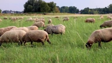 Grazing sheep in organic pasture farming with relaxed sheep herd in green grass as agricultural management for pastures and pastoral economy shows group of sheep in idyllic countryside in evening sun