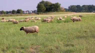 Grazing sheep in organic pasture farming with relaxed sheep herd in green grass as agricultural management for pastures and pastoral economy shows group of sheep in idyllic countryside in evening sun