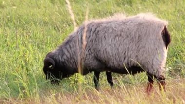 Grazing sheep in organic pasture farming with relaxed sheep herd in green grass as agricultural management for pastures and pastoral economy shows group of sheep in idyllic countryside in evening sun