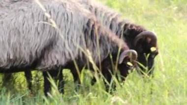 Grazing sheep in organic pasture farming with relaxed sheep herd in green grass as agricultural management for pastures and pastoral economy shows group of sheep in idyllic countryside in evening sun