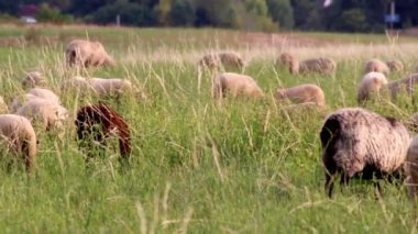 Grazing sheep in organic pasture farming with relaxed sheep herd in green grass as agricultural management for pastures and pastoral economy shows group of sheep in idyllic countryside in evening sun