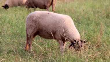 Grazing sheep in organic pasture farming with relaxed sheep herd in green grass as agricultural management for pastures and pastoral economy shows group of sheep in idyllic countryside in evening sun