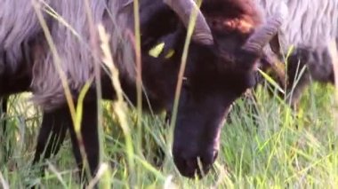 Grazing sheep in organic pasture farming with relaxed sheep herd in green grass as agricultural management for pastures and pastoral economy shows group of sheep in idyllic countryside in evening sun